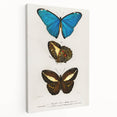 Romanticism Art: Butterfly Illustrations on Historical Canvas Print