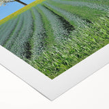 Vibrant rolled canvas showcasing a serene landscape design with lush green fields and soft blue skies, securely packaged in a protective cardboard tube. Perfect for home decor enthusiasts seeking nature-inspired art.