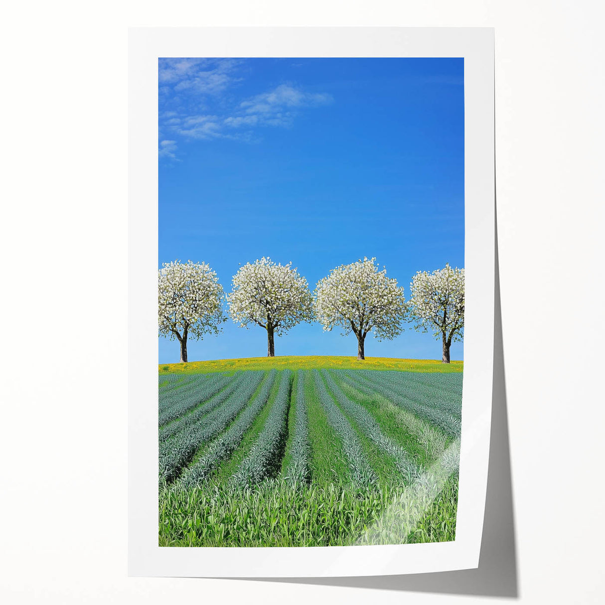 Vibrant rolled canvas print showcasing a stunning landscape of lush green fields under a clear blue sky, elegantly packaged in a protective cardboard tube for easy transport. Ideal for home decor enthusiasts seeking nature-inspired artwork.