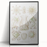 Modern Wall Art - Intricate Jellyfish Scientific Illustration in Green