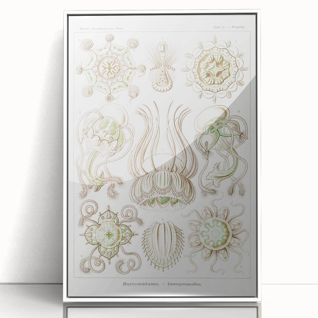 Modern Wall Art - Intricate Jellyfish Scientific Illustration in Green