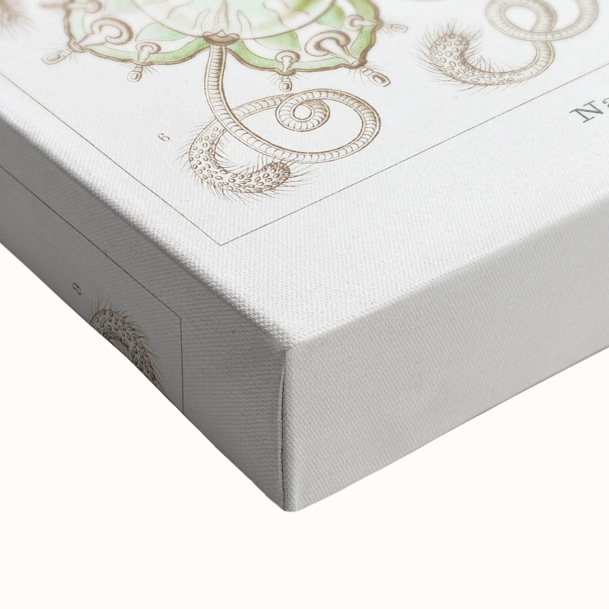 Modern Wall Art - Intricate Jellyfish Scientific Illustration in Green
