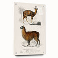 Romanticism Art: Alpaca & Antelope Historic Illustration Canvas Print