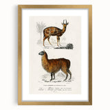 Romanticism Art: Alpaca & Antelope Historic Illustration Canvas Print