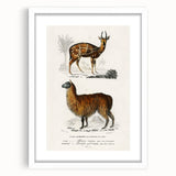 Romanticism Art: Alpaca & Antelope Historic Illustration Canvas Print