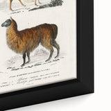 Romanticism Art: Alpaca & Antelope Historic Illustration Canvas Print