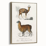 Romanticism Art: Alpaca & Antelope Historic Illustration Canvas Print