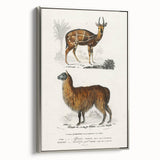 Romanticism Art: Alpaca & Antelope Historic Illustration Canvas Print
