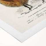 Romanticism Art: Alpaca & Antelope Historic Illustration Canvas Print