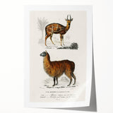 Romanticism Art: Alpaca & Antelope Historic Illustration Canvas Print