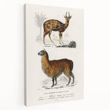 Romanticism Art: Alpaca & Antelope Historic Illustration Canvas Print