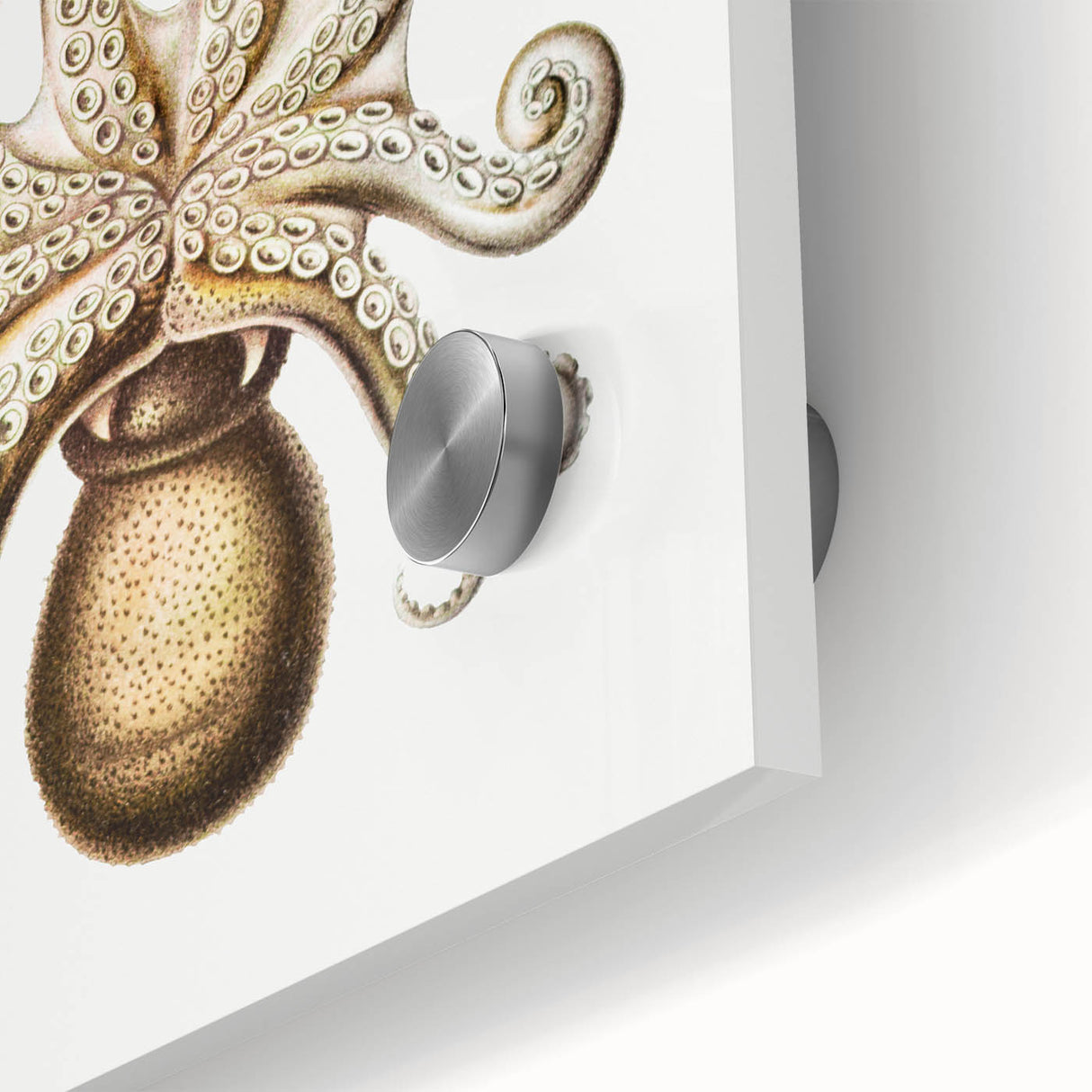 Modern Wall Art - Intricate Vintage Octopus Marine Life Illustration