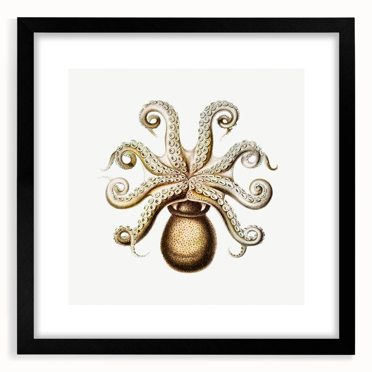 Modern Wall Art - Intricate Vintage Octopus Marine Life Illustration