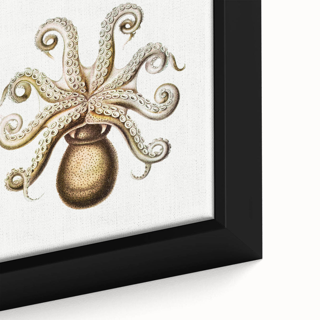 Modern Wall Art - Intricate Vintage Octopus Marine Life Illustration