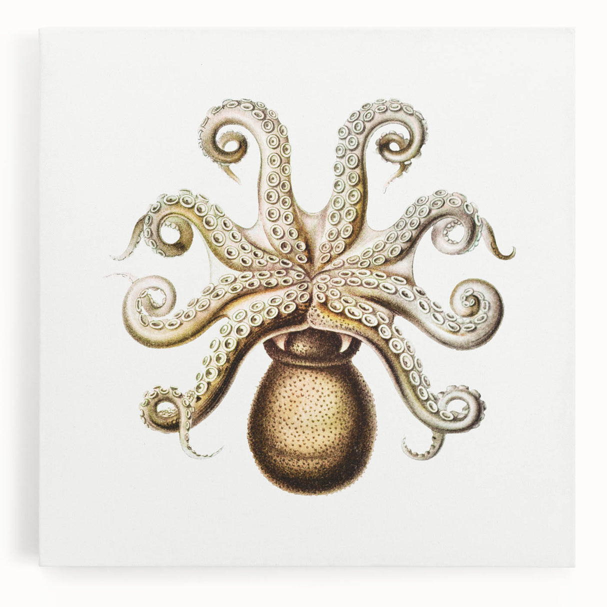 Modern Wall Art - Intricate Vintage Octopus Marine Life Illustration