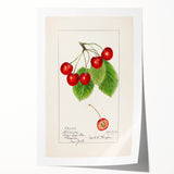 Rolled canvas print featuring an assortment of colorful fruits in a realistic style, suitable for art wall dining room.
