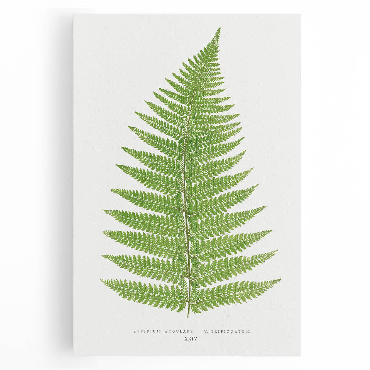 Botanical Realism Print | Aspidium Angulare Fern by Edward Joseph Lowe