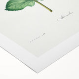 Neoclassical Botanical Print: Mimulus by Redouté - Elegant Floral Art