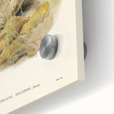 Romanticism Art: Spalding's Orthonyx Bird Canvas Print