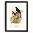 Romanticism Art: Spalding's Orthonyx Bird Canvas Print