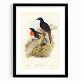 Romanticism Art: Spalding's Orthonyx Bird Canvas Print