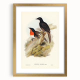 Romanticism Art: Spalding's Orthonyx Bird Canvas Print