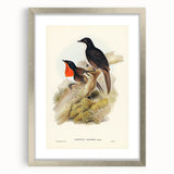Romanticism Art: Spalding's Orthonyx Bird Canvas Print