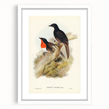 Romanticism Art: Spalding's Orthonyx Bird Canvas Print