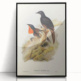 Romanticism Art: Spalding's Orthonyx Bird Canvas Print