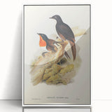 Romanticism Art: Spalding's Orthonyx Bird Canvas Print