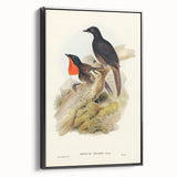 Romanticism Art: Spalding's Orthonyx Bird Canvas Print