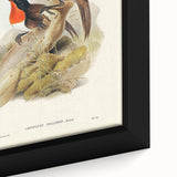 Romanticism Art: Spalding's Orthonyx Bird Canvas Print