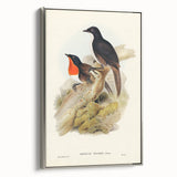Romanticism Art: Spalding's Orthonyx Bird Canvas Print