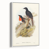 Romanticism Art: Spalding's Orthonyx Bird Canvas Print