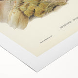 Romanticism Art: Spalding's Orthonyx Bird Canvas Print