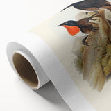 Romanticism Art: Spalding's Orthonyx Bird Canvas Print