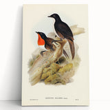 Romanticism Art: Spalding's Orthonyx Bird Canvas Print
