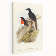 Romanticism Art: Spalding's Orthonyx Bird Canvas Print