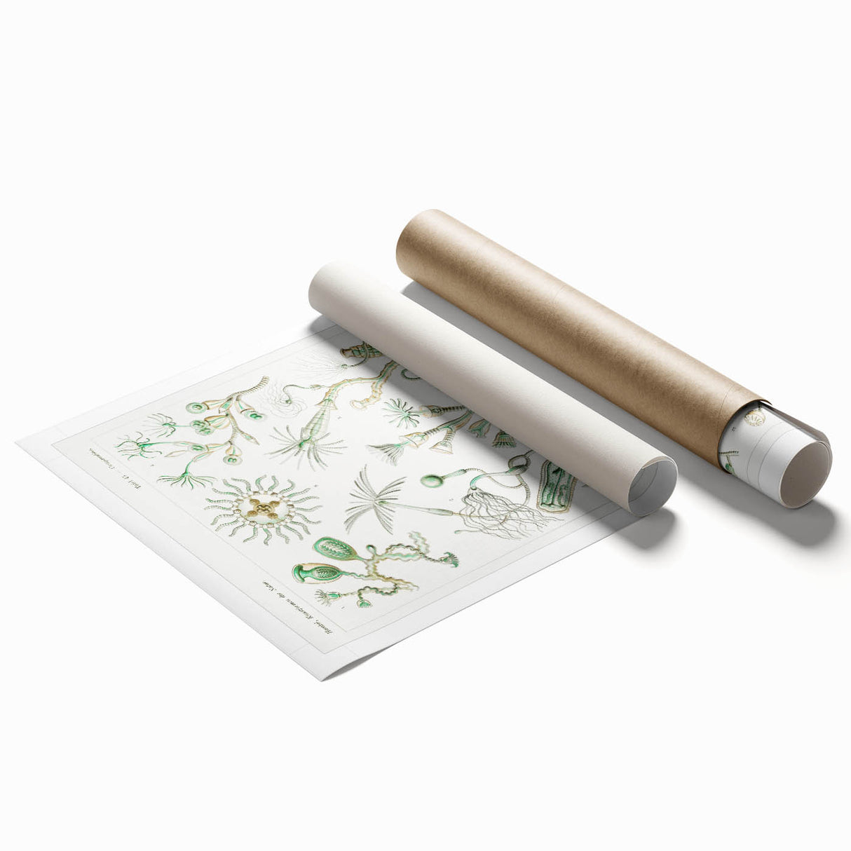 Modern Wall Art - Intricate Botanical Illustration in Elegant Green Hues