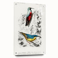 Romanticism Art: Vibrant Bird Illustration Canvas Print