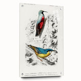 Romanticism Art: Vibrant Bird Illustration Canvas Print