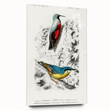 Romanticism Art: Vibrant Bird Illustration Canvas Print