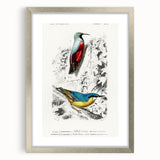 Romanticism Art: Vibrant Bird Illustration Canvas Print