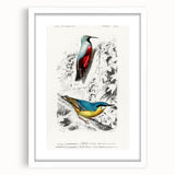 Romanticism Art: Vibrant Bird Illustration Canvas Print