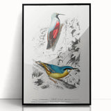 Romanticism Art: Vibrant Bird Illustration Canvas Print