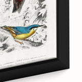 Romanticism Art: Vibrant Bird Illustration Canvas Print