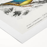 Romanticism Art: Vibrant Bird Illustration Canvas Print