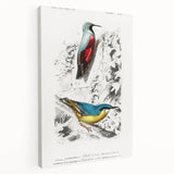 Romanticism Art: Vibrant Bird Illustration Canvas Print