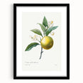 Neoclassical Botanical Print: Orange Tree by Redouté - Elegant Floral Art