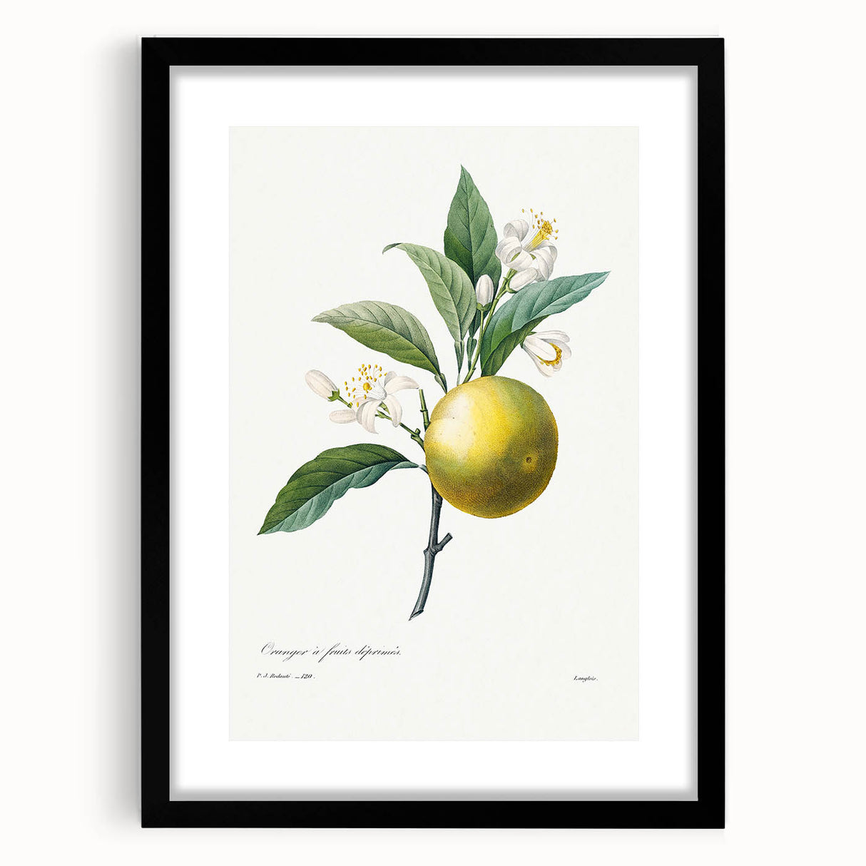 Neoclassical Botanical Print: Orange Tree by Redouté - Elegant Floral Art